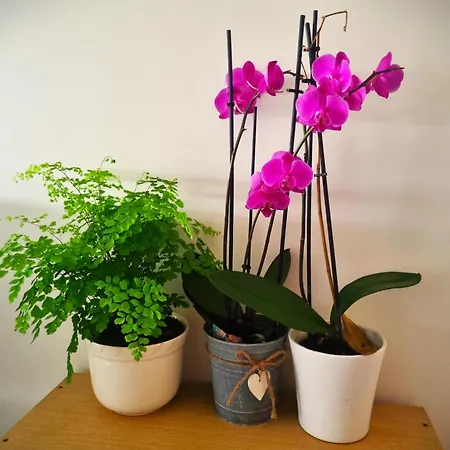 Lovely Paris Homestay *